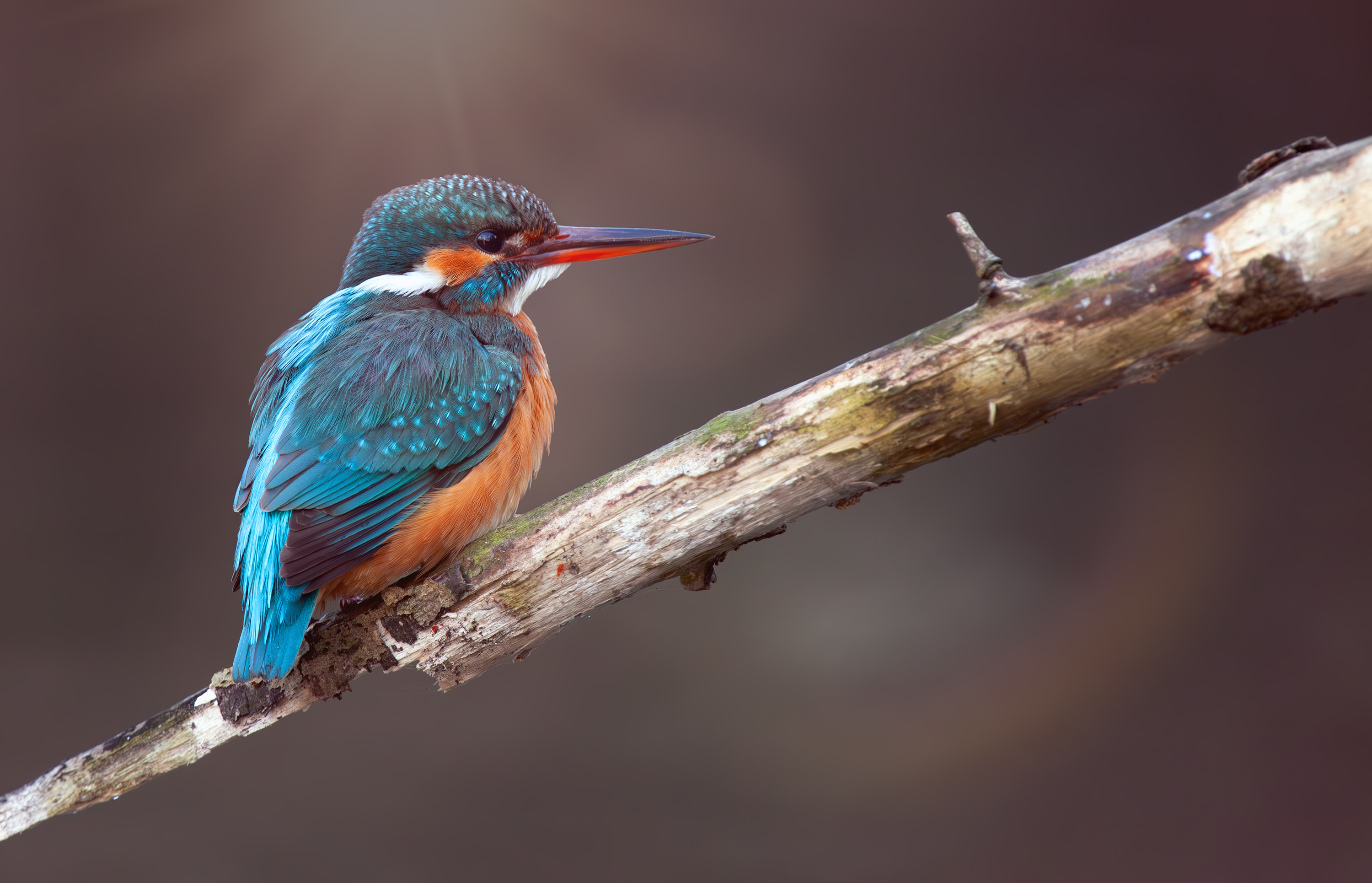 A kingfisher resting on a branch, looking to the right.