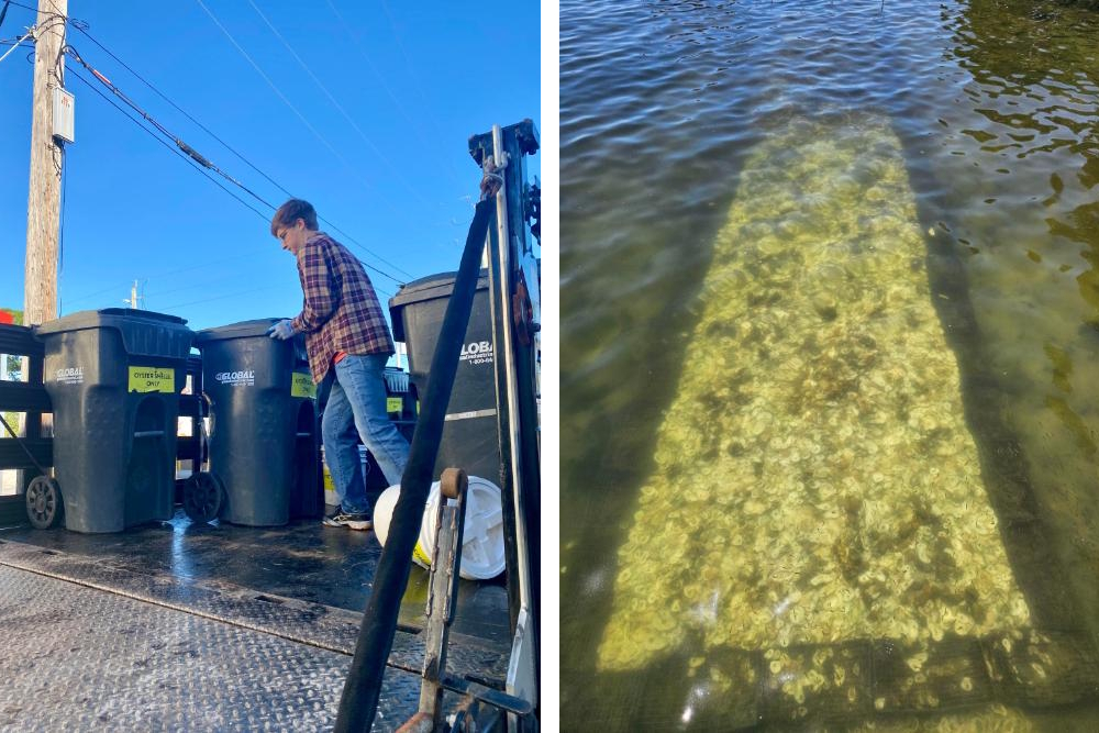 Left: The author stands among search several wheeled bins. Right: A rectangular shape covered in oyster shells rests in shallow water.