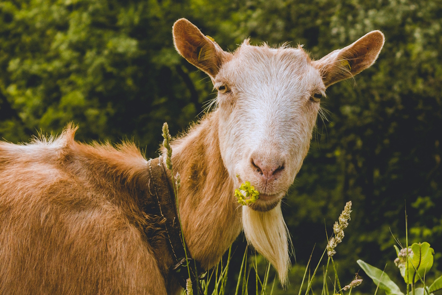 A sleepy but contented goat
