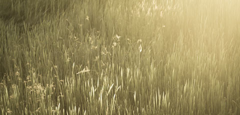 Grass480x230